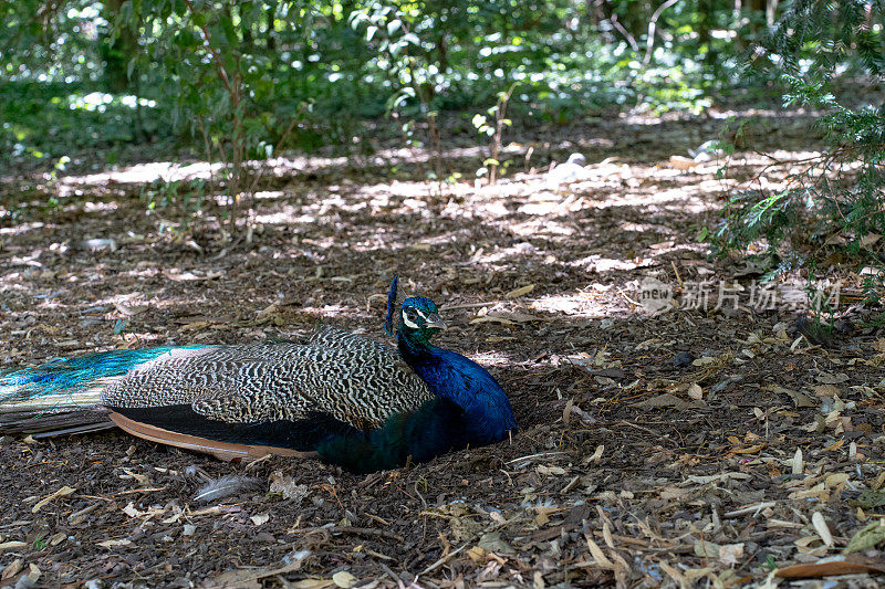 一只普通的孔雀(Pavo cristatus)躺在公园的树荫下。